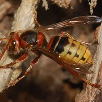 Vespa_crabro_80708.jpg